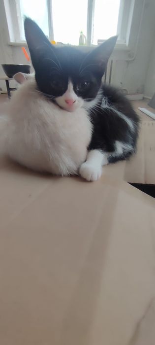 Отдам котят в добрые руки