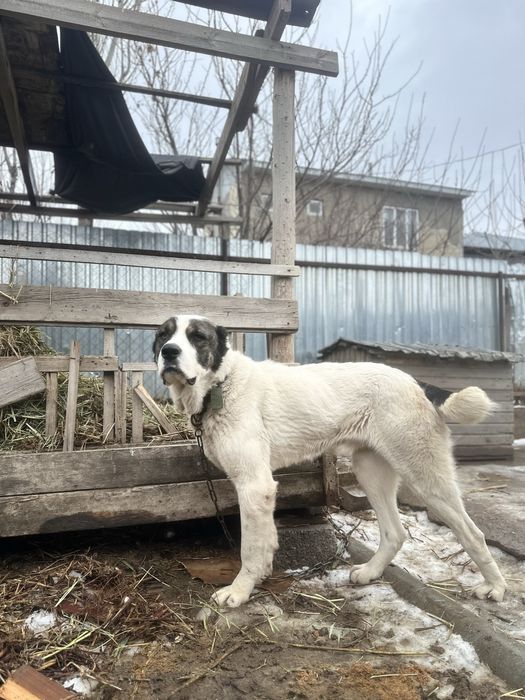 САО АЛАБАЙ 2 жасар  60