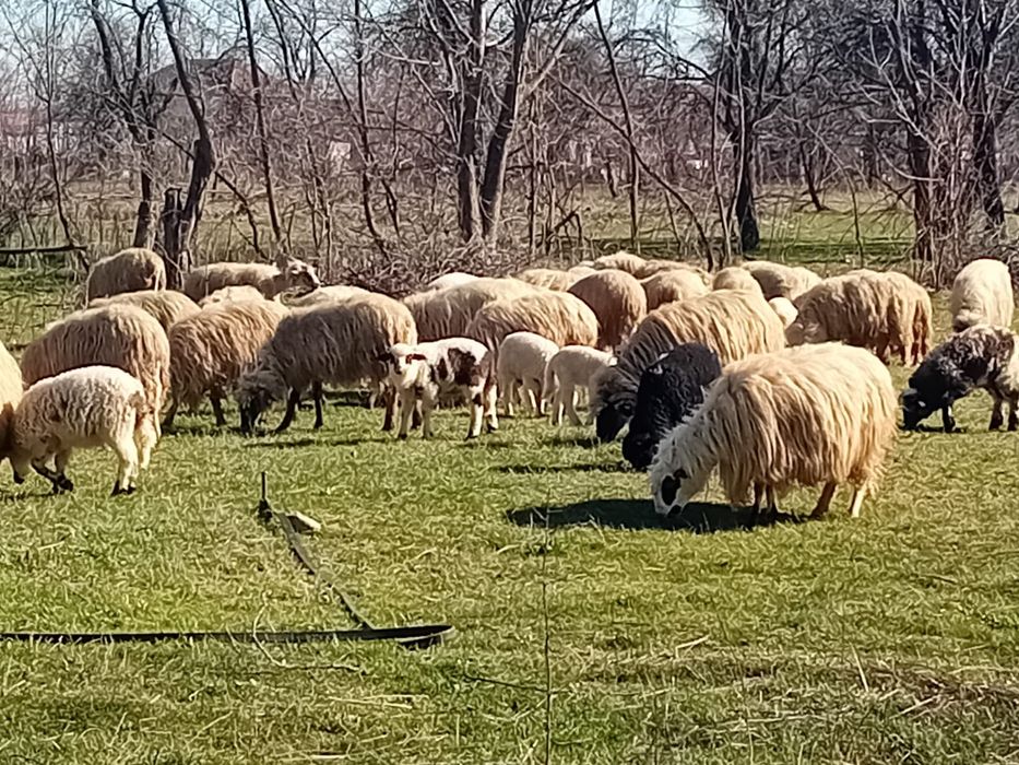 Oi cu miel de vanzare