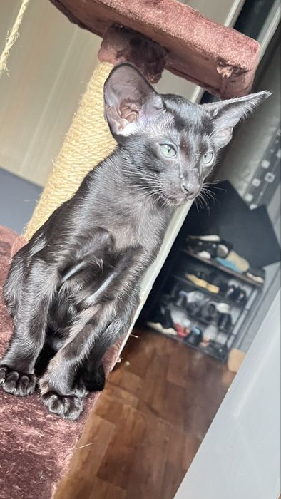 Ориентальный кот