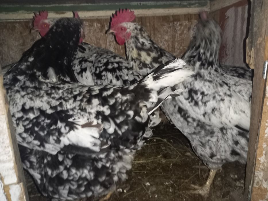 Oua pentru incubat Pita pinta Asturia