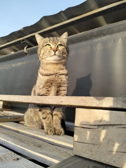 В добрые руки кошечка!