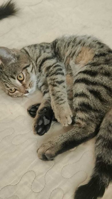 Отдам котенка девочка