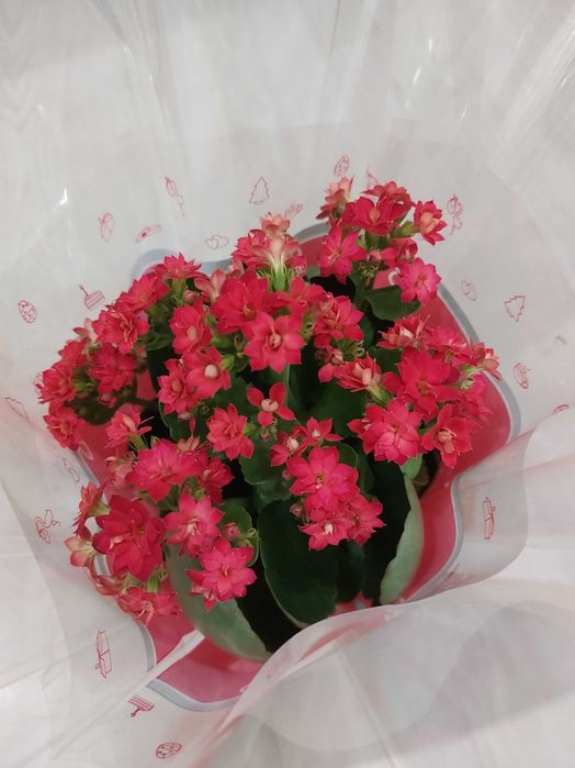 Цветы растение с лентами