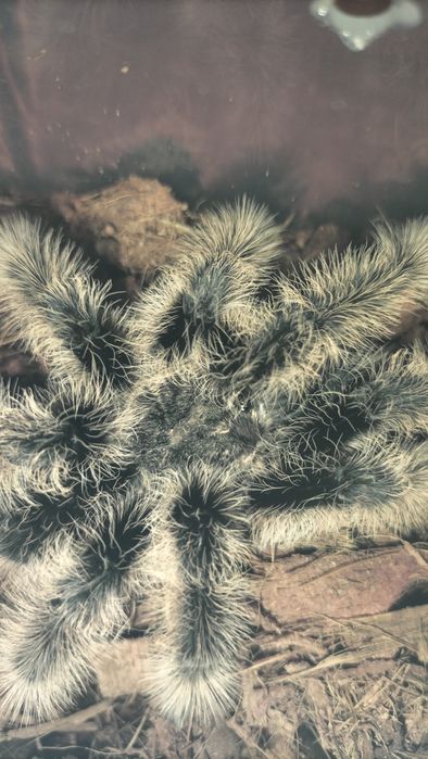 паук птицеед   Альбопилосум