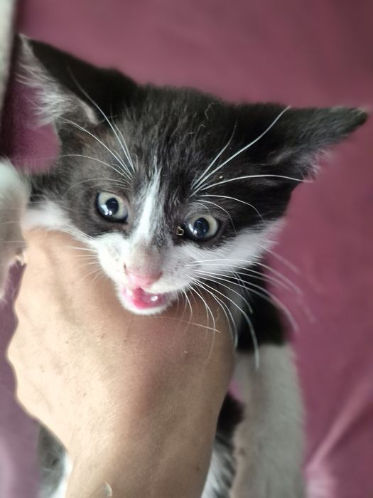 Отдам котят в хорошие руки