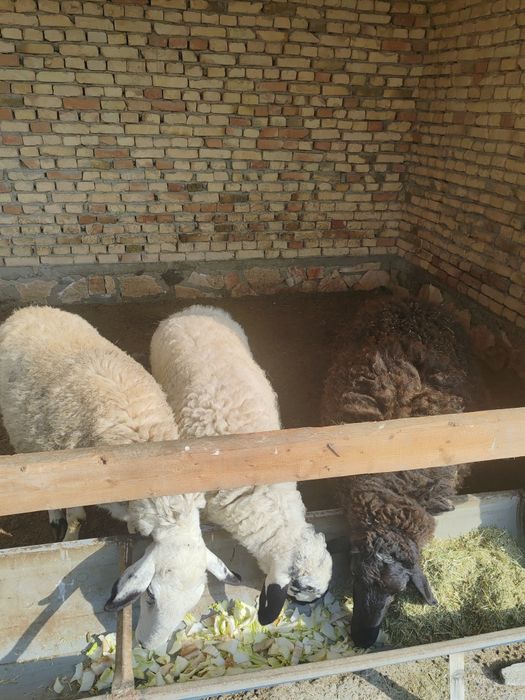 Qo'ylar sotiladi uyda boqilgan