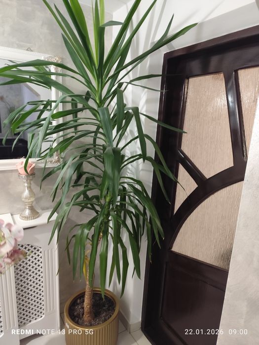 Vând floare de camera