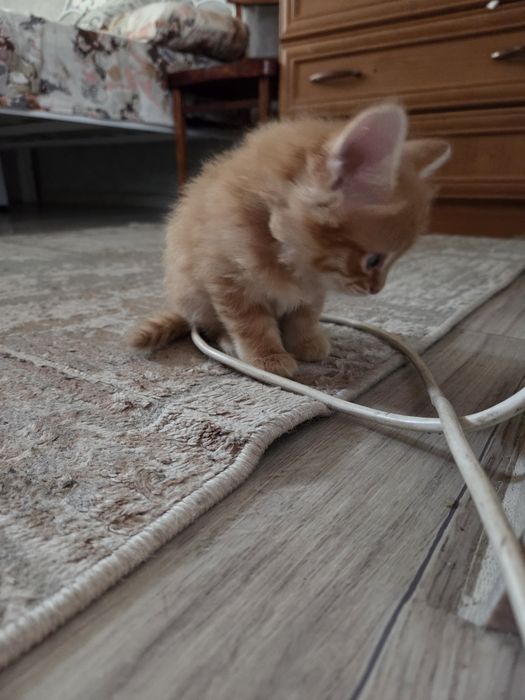 Дарим котёнка в добрые руки