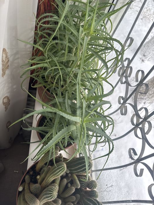 Продаю комнатные растения