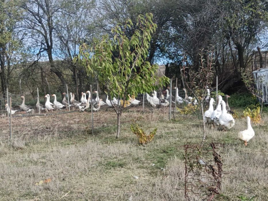 Gâşte de vânzare!