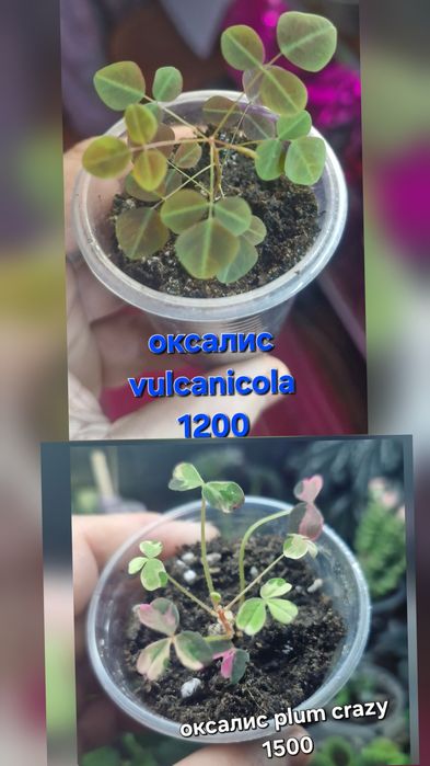 Цветы на продажу