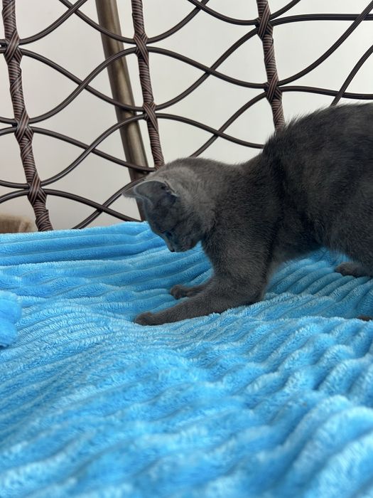 Отдам даром котенок