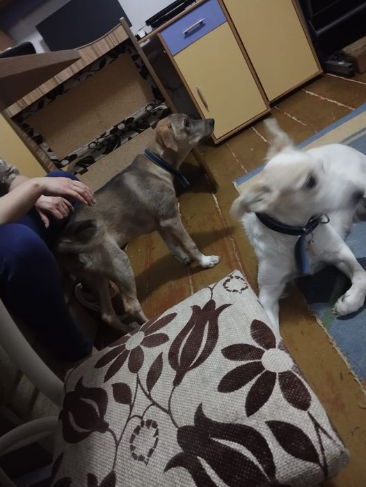 Щенок привитый мальчик 3 месяца