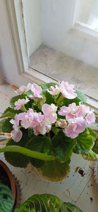 Аглаонема цветущая