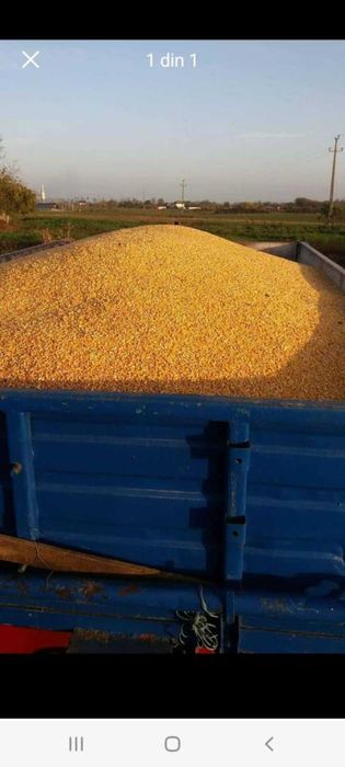 Transport gratuit porumb boabe cu 1.20 kg va servim la domiciliu daca