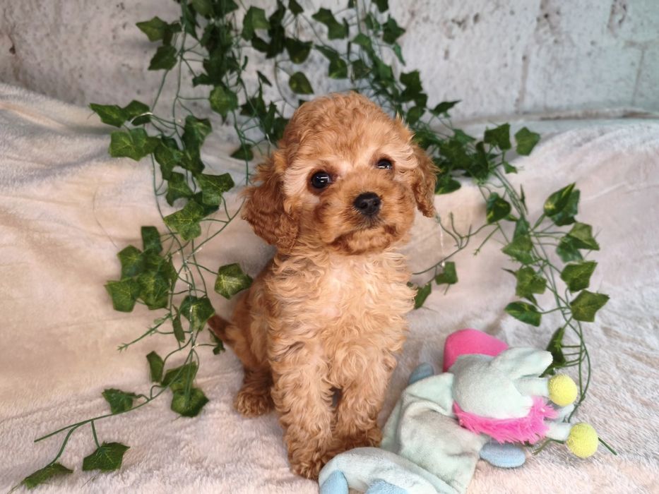 Vand fetita Cavapoo f1b