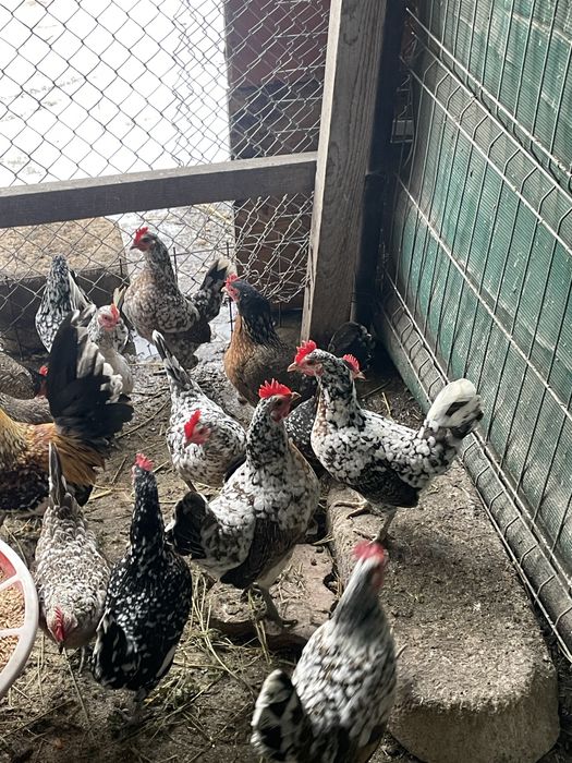 Vand familie gaini Australorp si fam.gaini pitice