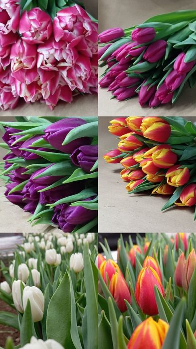 Тюльпаны оптом и розница