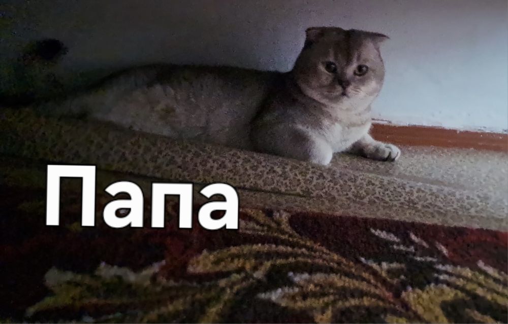 Продам чистокровных котят
