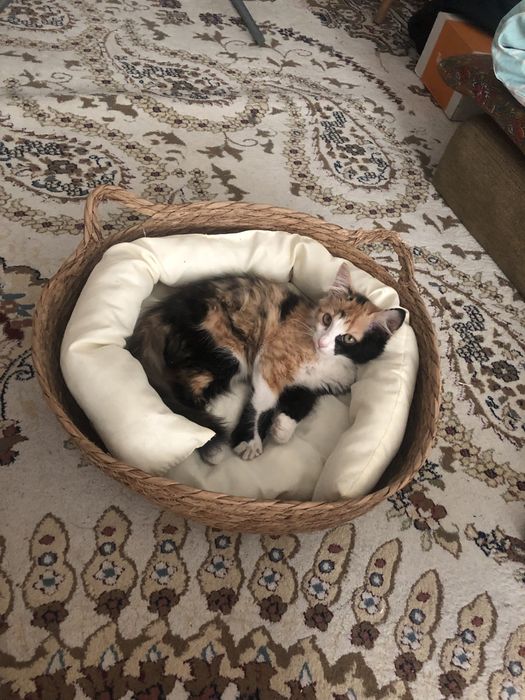 Котёнок девочка 4 месяцев