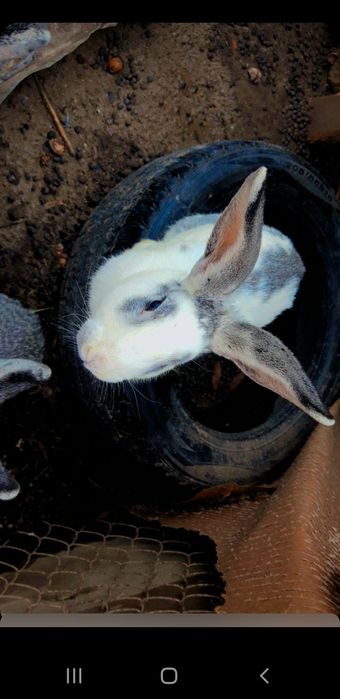 Қоян бағасы 6000тг