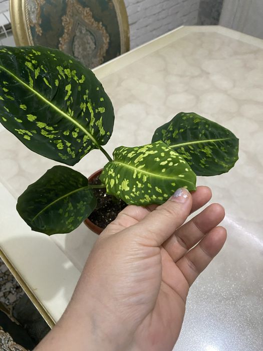 Диффинбахия сорт рефлектор