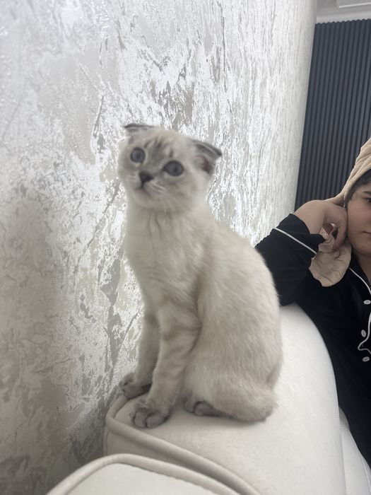 Кошечка шиншила