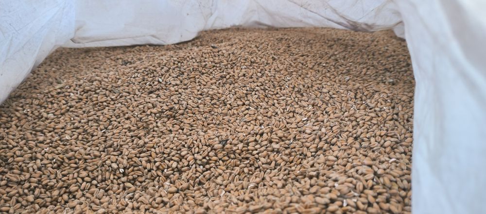 Ечемик  пшеница 2025