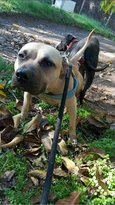 Питбули на 2 месеца