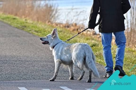 Выгул ваших собак)