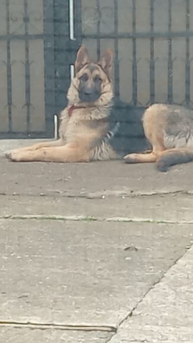 Este de DONAT nu de VÂNZARE