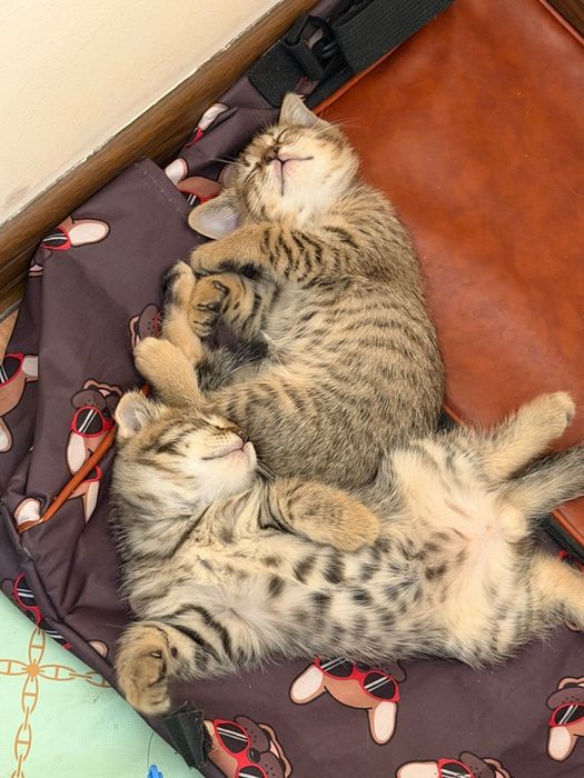 Девочка котенок 2 месячный