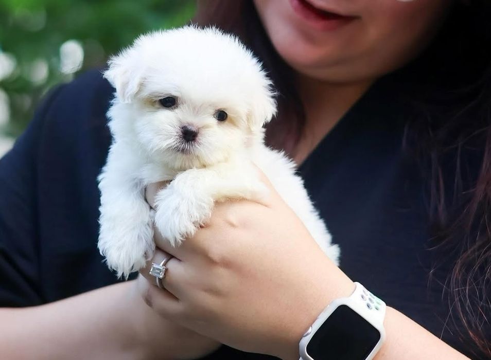 Bichon Maltese talia cea mai mica