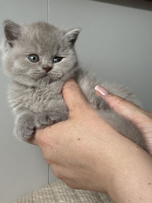 Британские котята