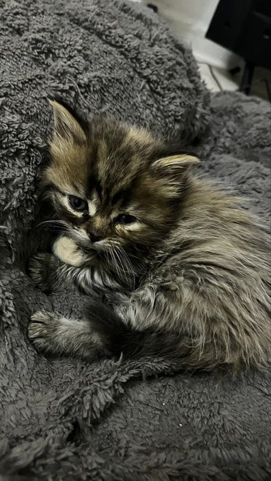 Отдам ласковую шотландку