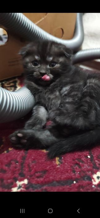 Britanskiy mushukchalar