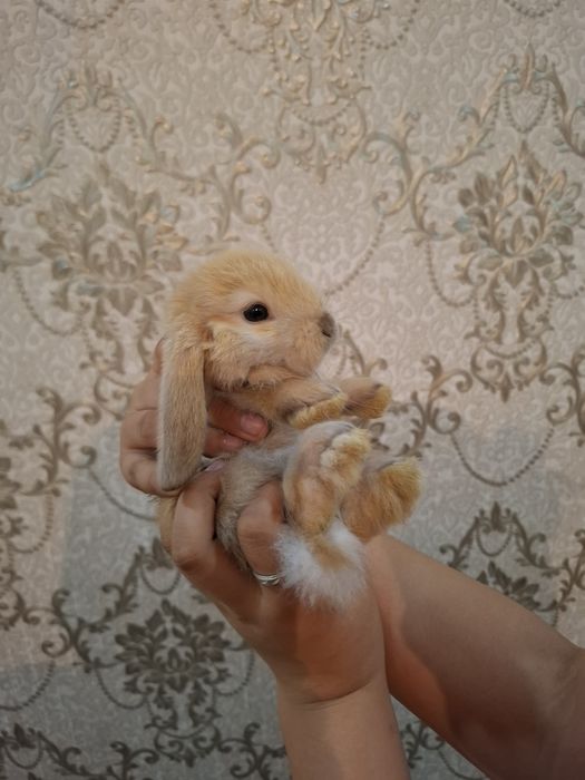 Породные кролики Минилоп карликовый.