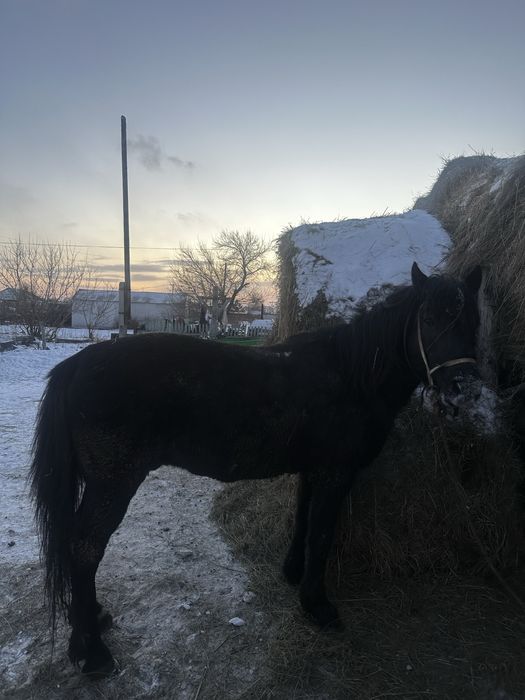 Продам жеребец (айғыр)