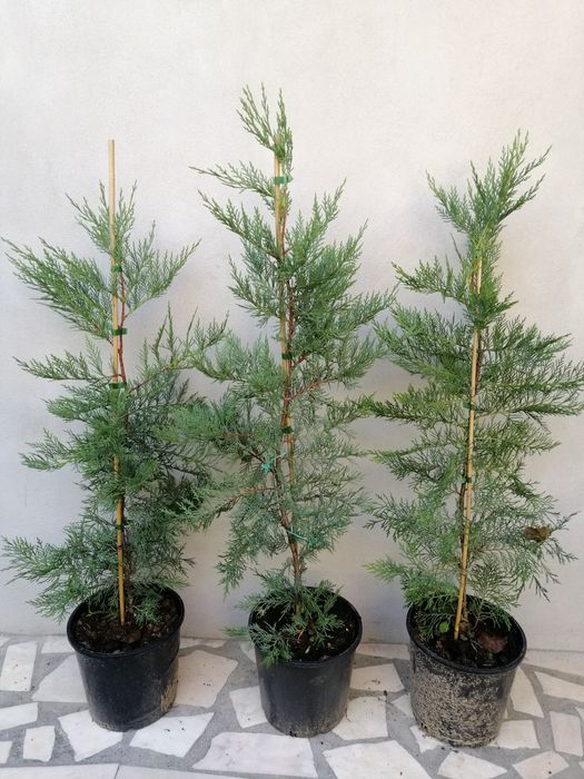 tuia cupressocyparis leylandii