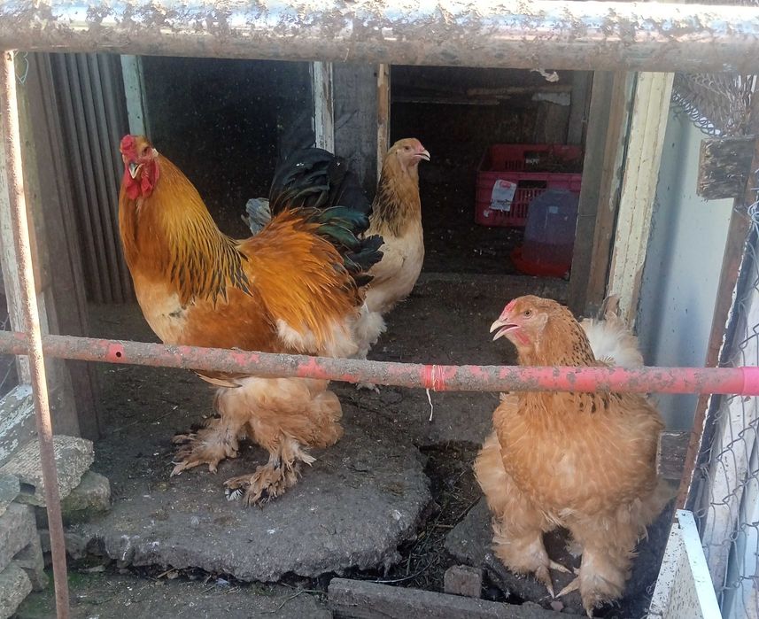 Пиленца Брама и Орпингтон