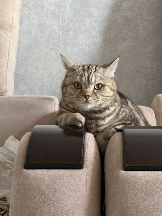 Отдам даром кошка