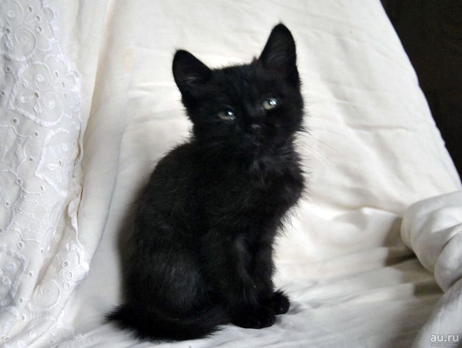 Котёнок чёрный срочно