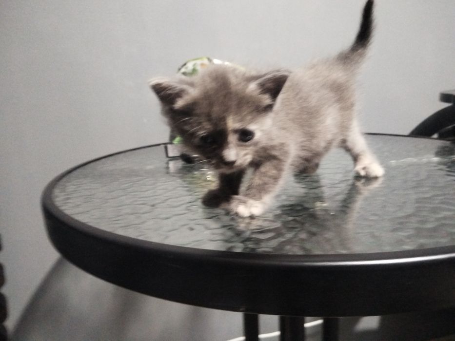 Отдам в добрые руки