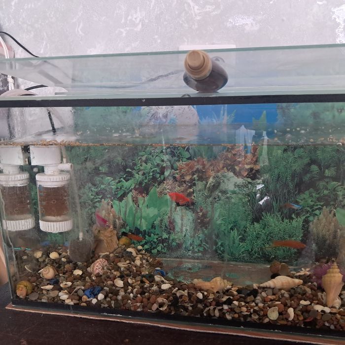 Продам аквариум вместе с рыбками