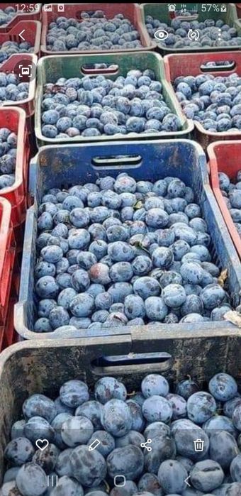 Prune de vânzare pentru țuică – dulci, zemoase și bine coapte