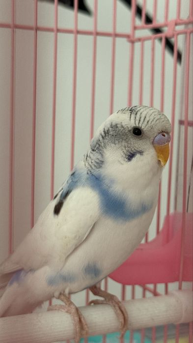 Продам волнистого попугая