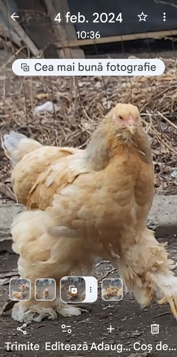 Vind 2 gaini brahman columbia