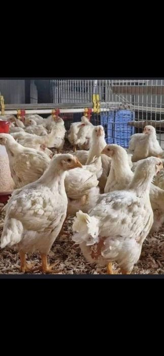 Pui de carne și rasa mixta