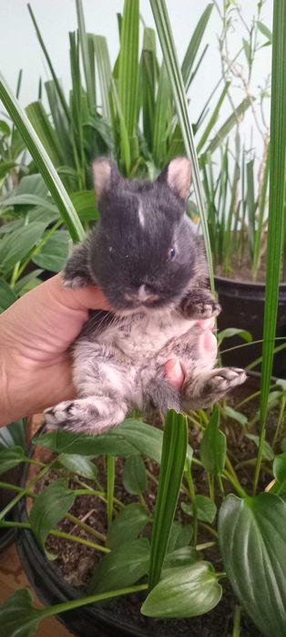 Karlik mitti quyonchalar bron